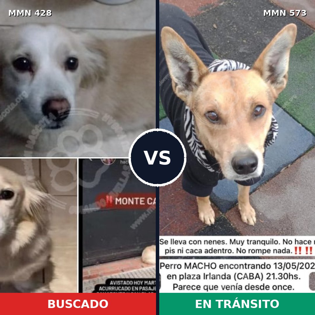 Comparativa MMS 7913: mascota perdida y mascota encontrada, 63% de similitud