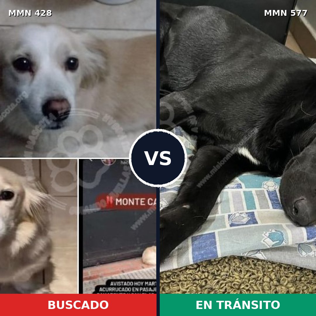 Comparativa MMS 7914: mascota perdida y mascota encontrada, 71% de similitud