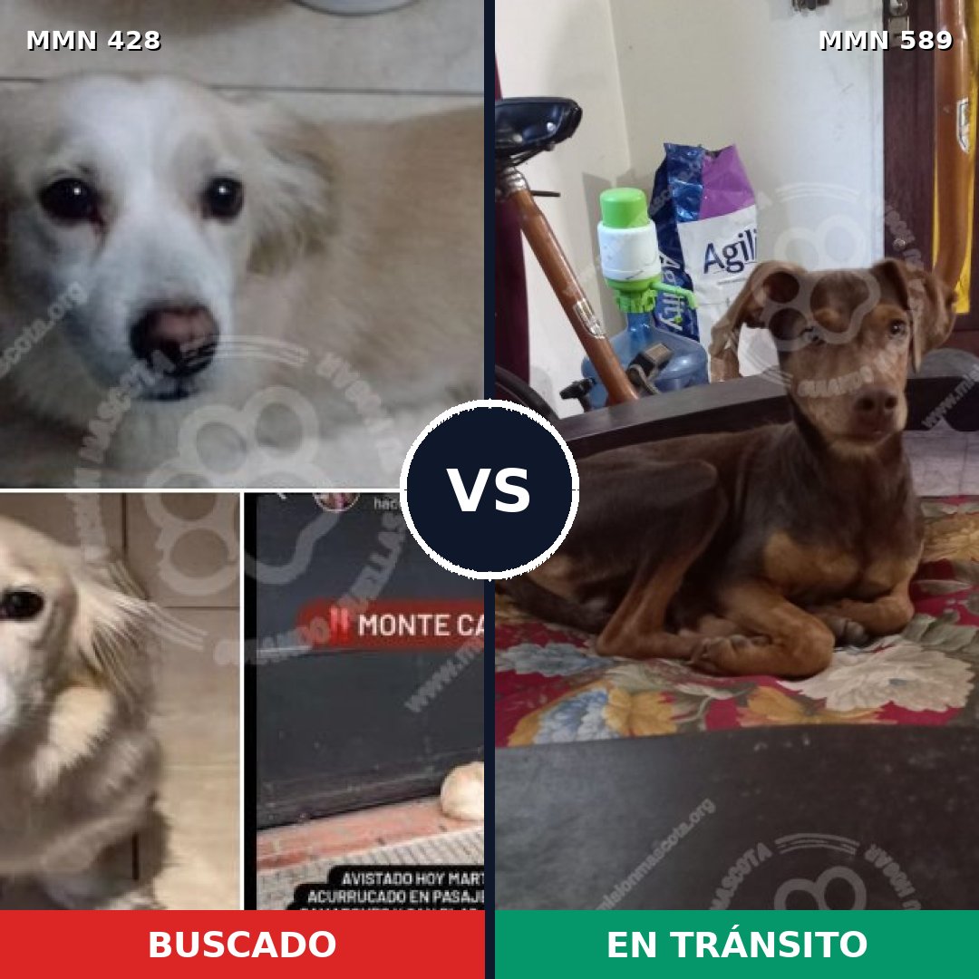 Comparativa MMS 7916: mascota perdida y mascota encontrada, 14% de similitud
