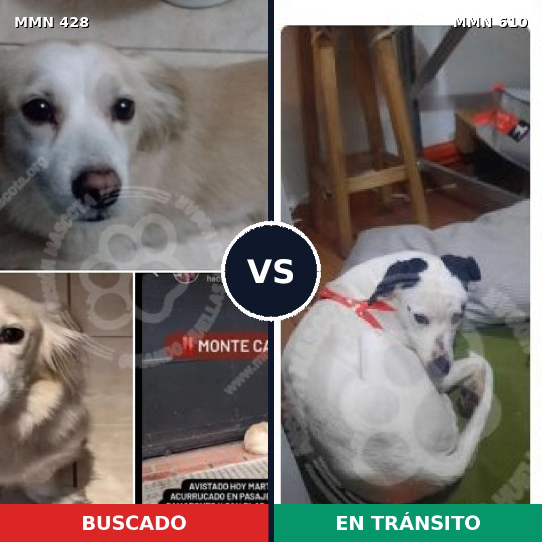Comparativa MMS 7917: mascota perdida y mascota encontrada, 75% de similitud