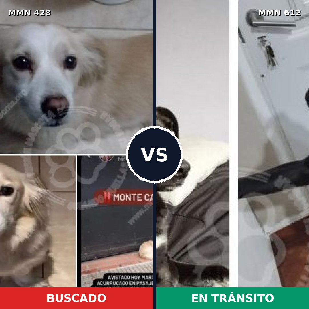 Comparativa MMS 7918: mascota perdida y mascota encontrada, 71% de similitud