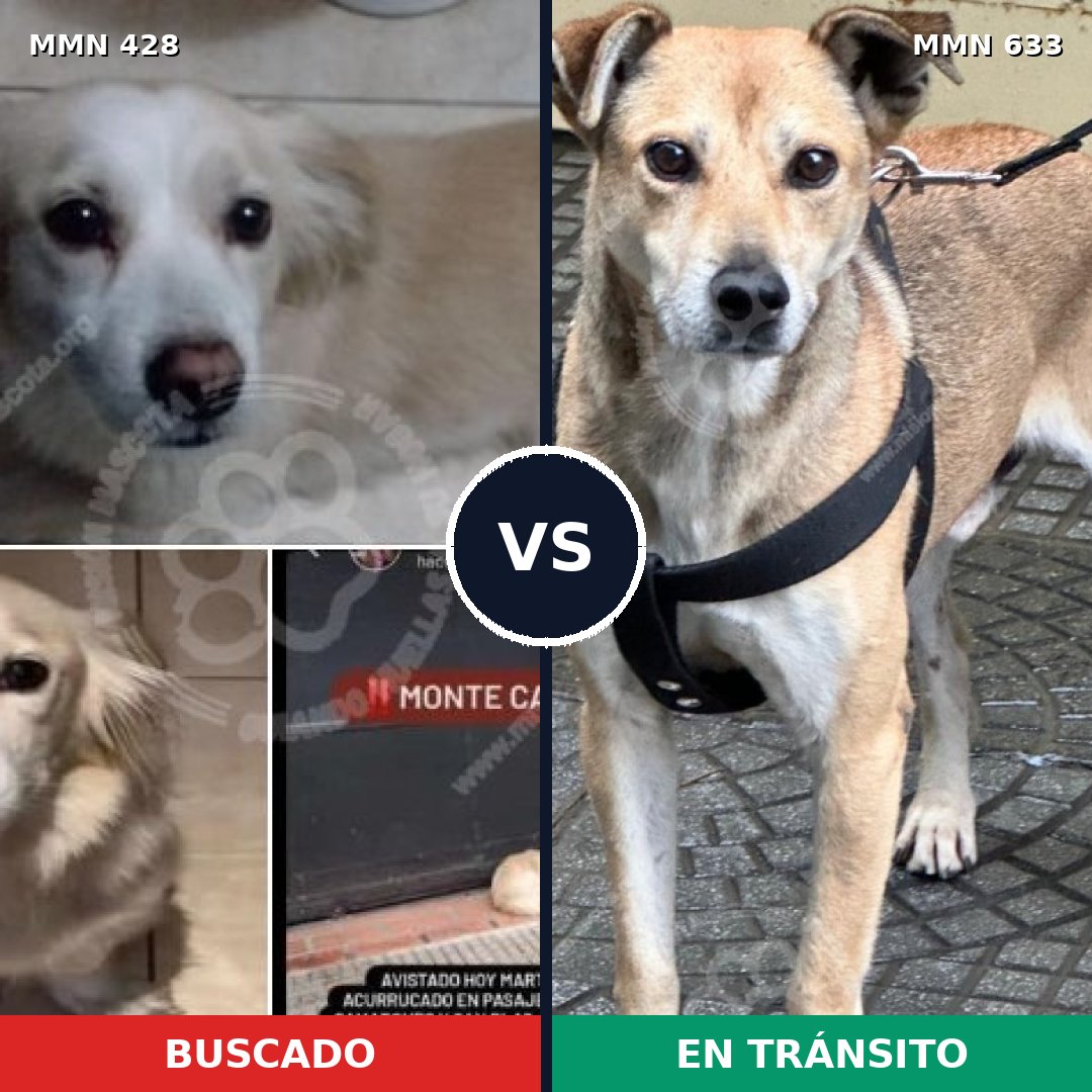 Comparativa MMS 7919: mascota perdida y mascota encontrada, 82% de similitud