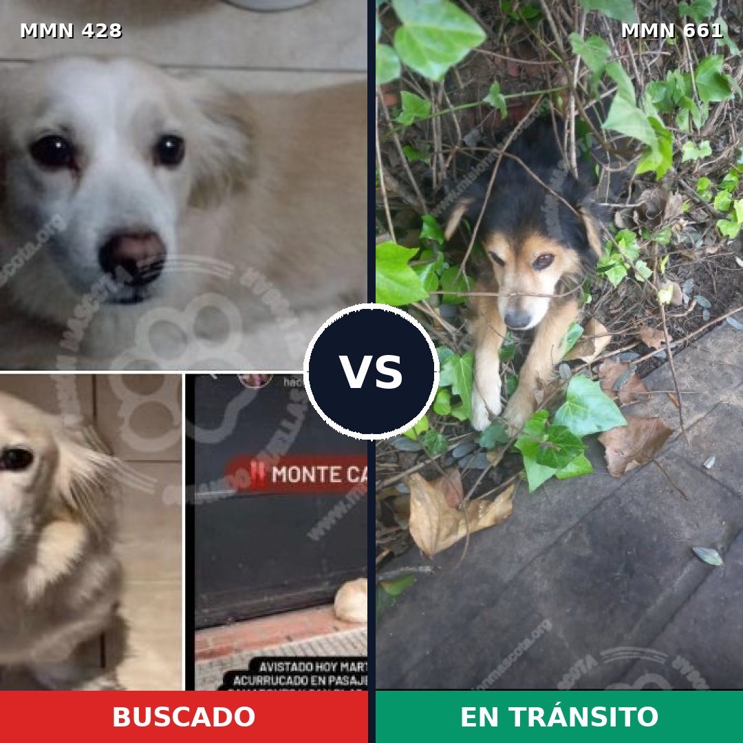 Comparativa MMS 7922: mascota perdida y mascota encontrada, 11% de similitud
