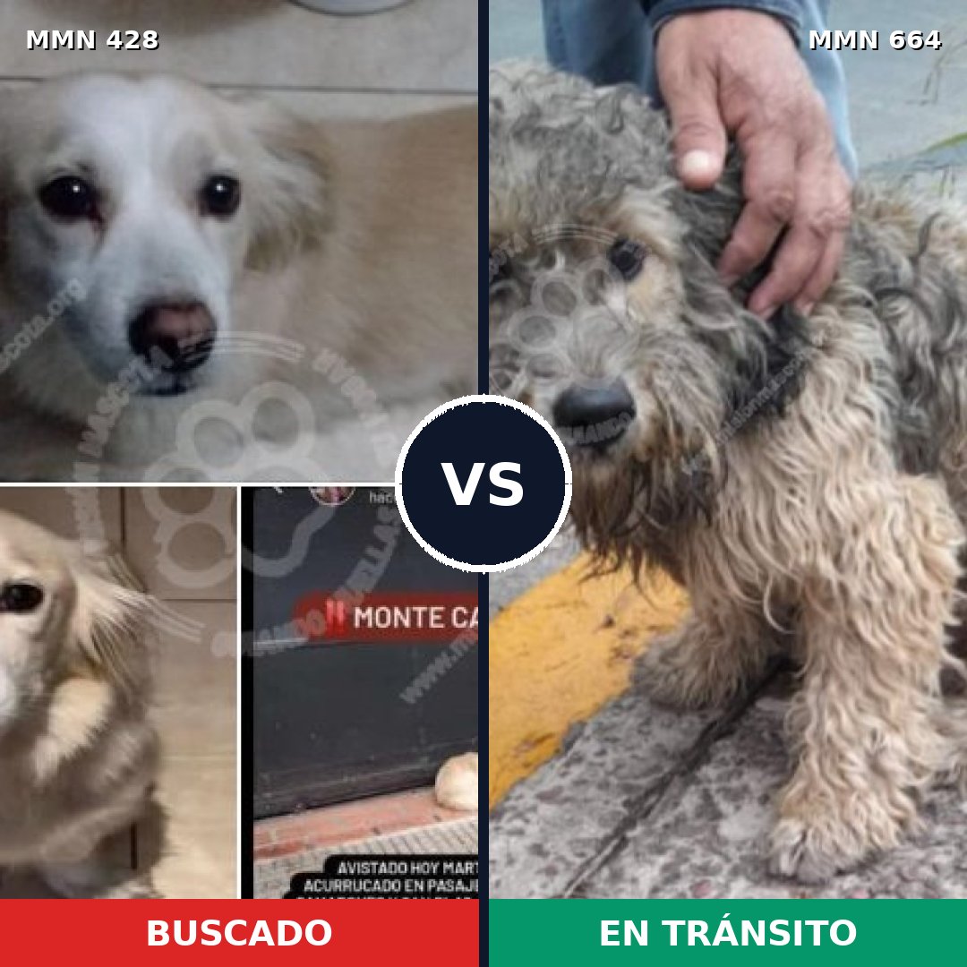 Comparativa MMS 7923: mascota perdida y mascota encontrada, 71% de similitud