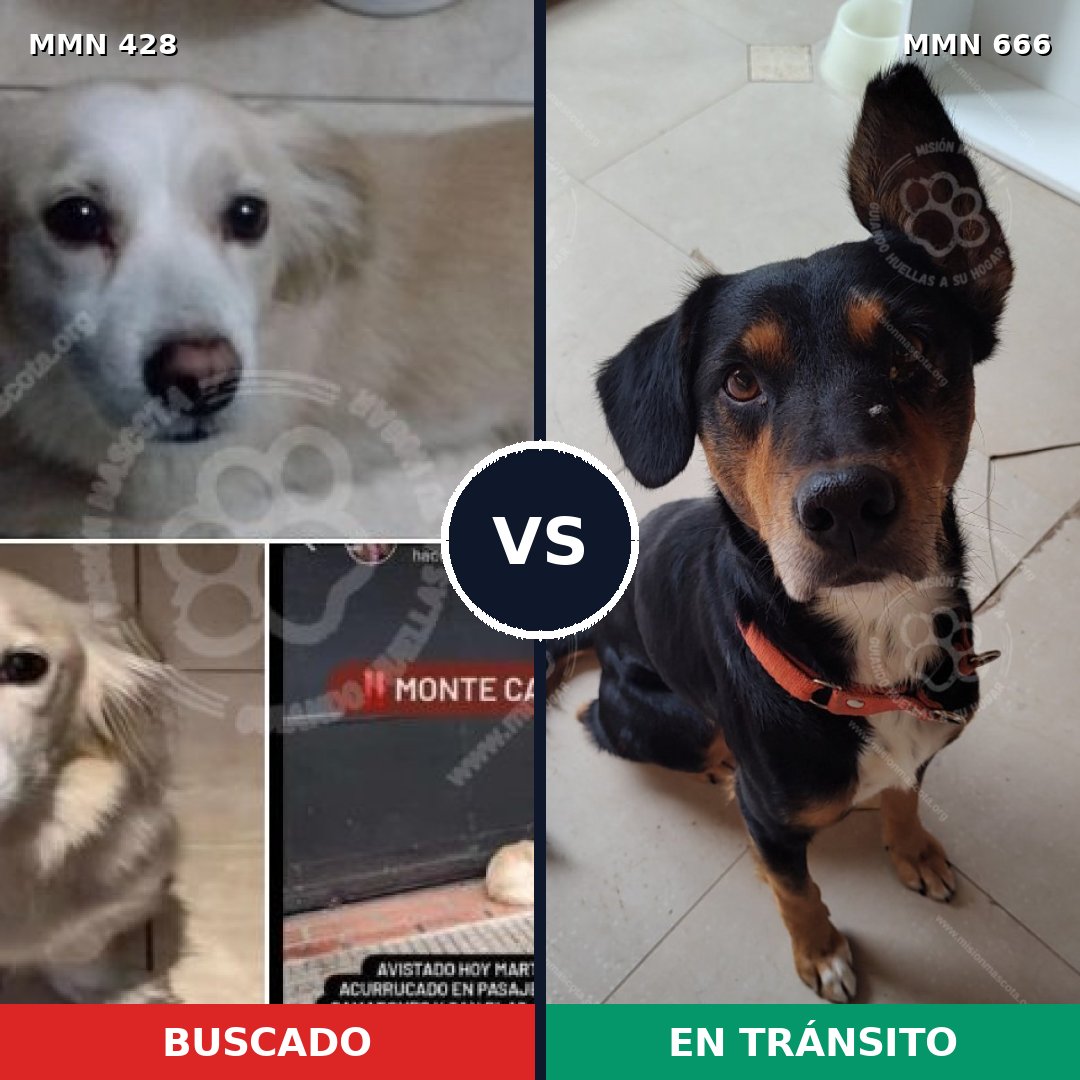 Comparativa MMS 7924: mascota perdida y mascota encontrada, 63% de similitud