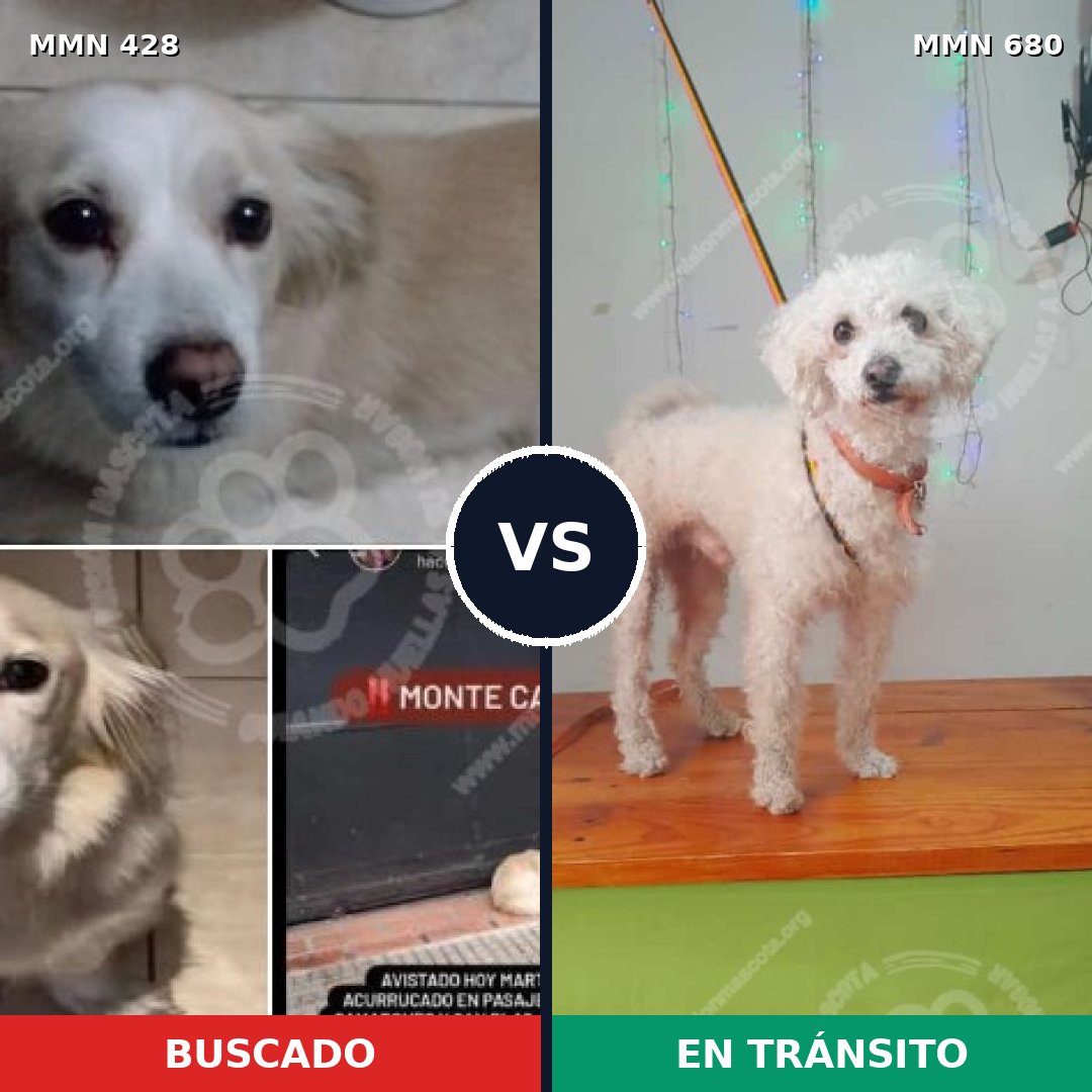 Comparativa MMS 7926: mascota perdida y mascota encontrada, 57% de similitud