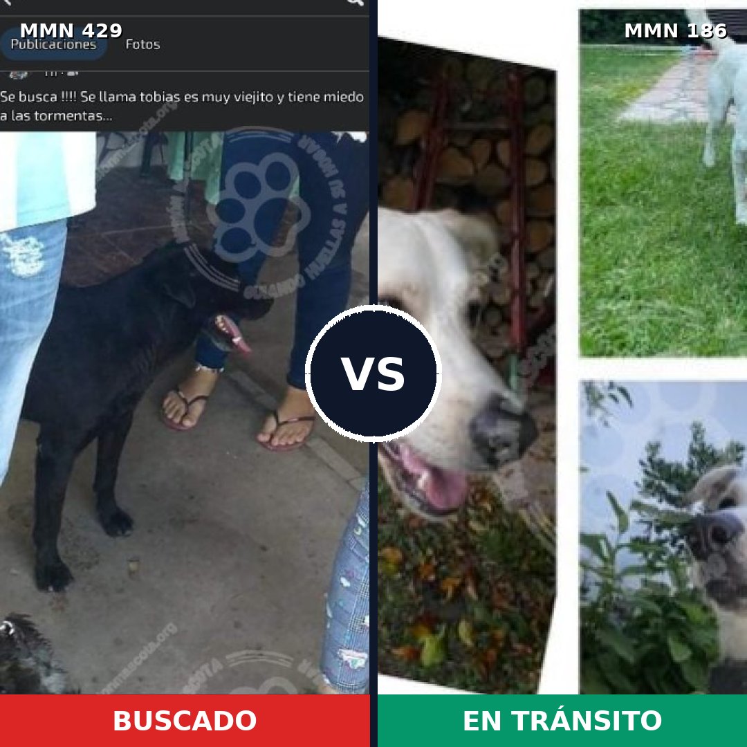 Comparativa MMS 7928: mascota perdida y mascota encontrada, 10% de similitud