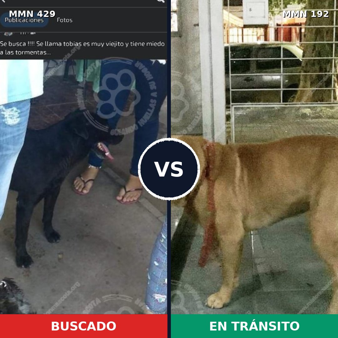 Comparativa MMS 7929: mascota perdida y mascota encontrada, 2% de similitud