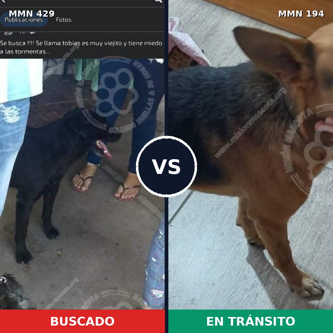 Comparativa MMS 7931: mascota perdida y mascota encontrada, 71% de similitud