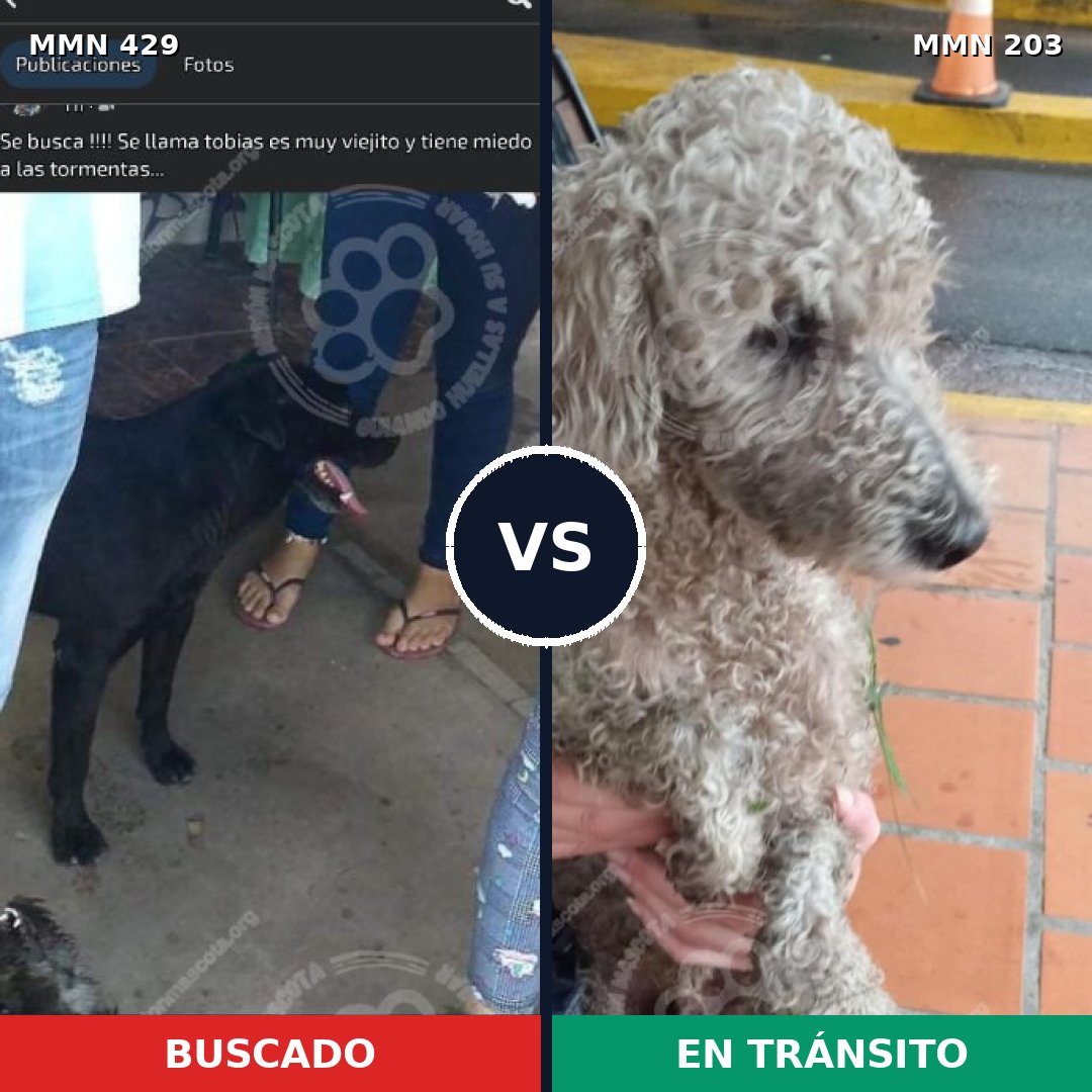 Comparativa MMS 7932: mascota perdida y mascota encontrada, 10% de similitud