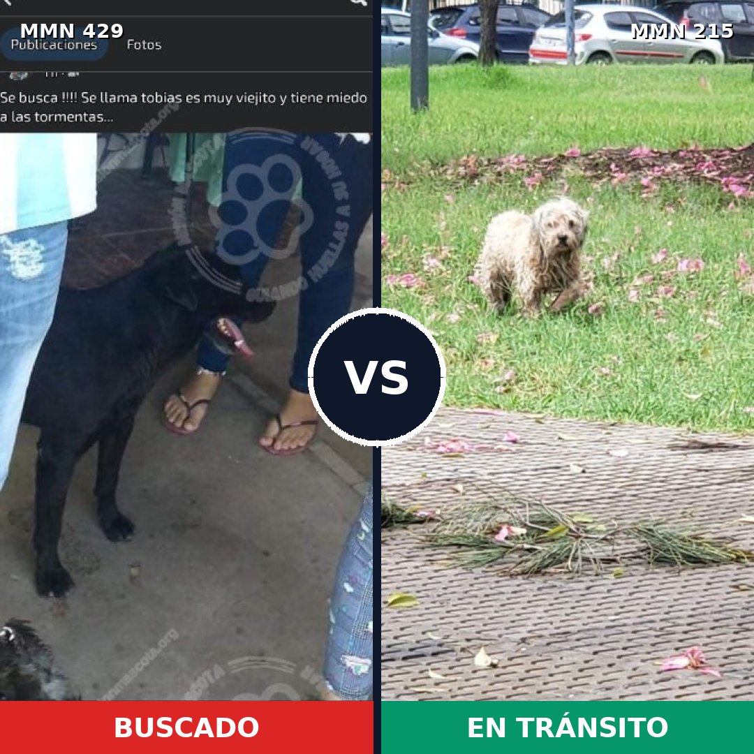 Comparativa MMS 7933: mascota perdida y mascota encontrada, 8% de similitud