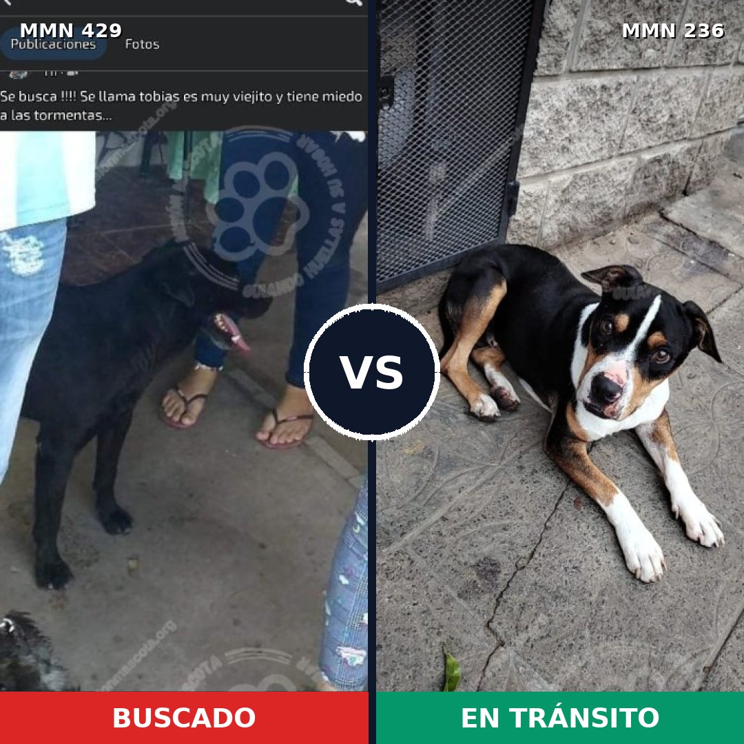 Comparativa MMS 7934: mascota perdida y mascota encontrada, 60% de similitud