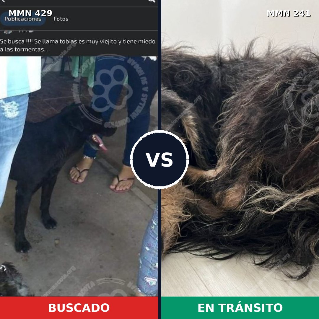 Comparativa MMS 7935: mascota perdida y mascota encontrada, 27% de similitud