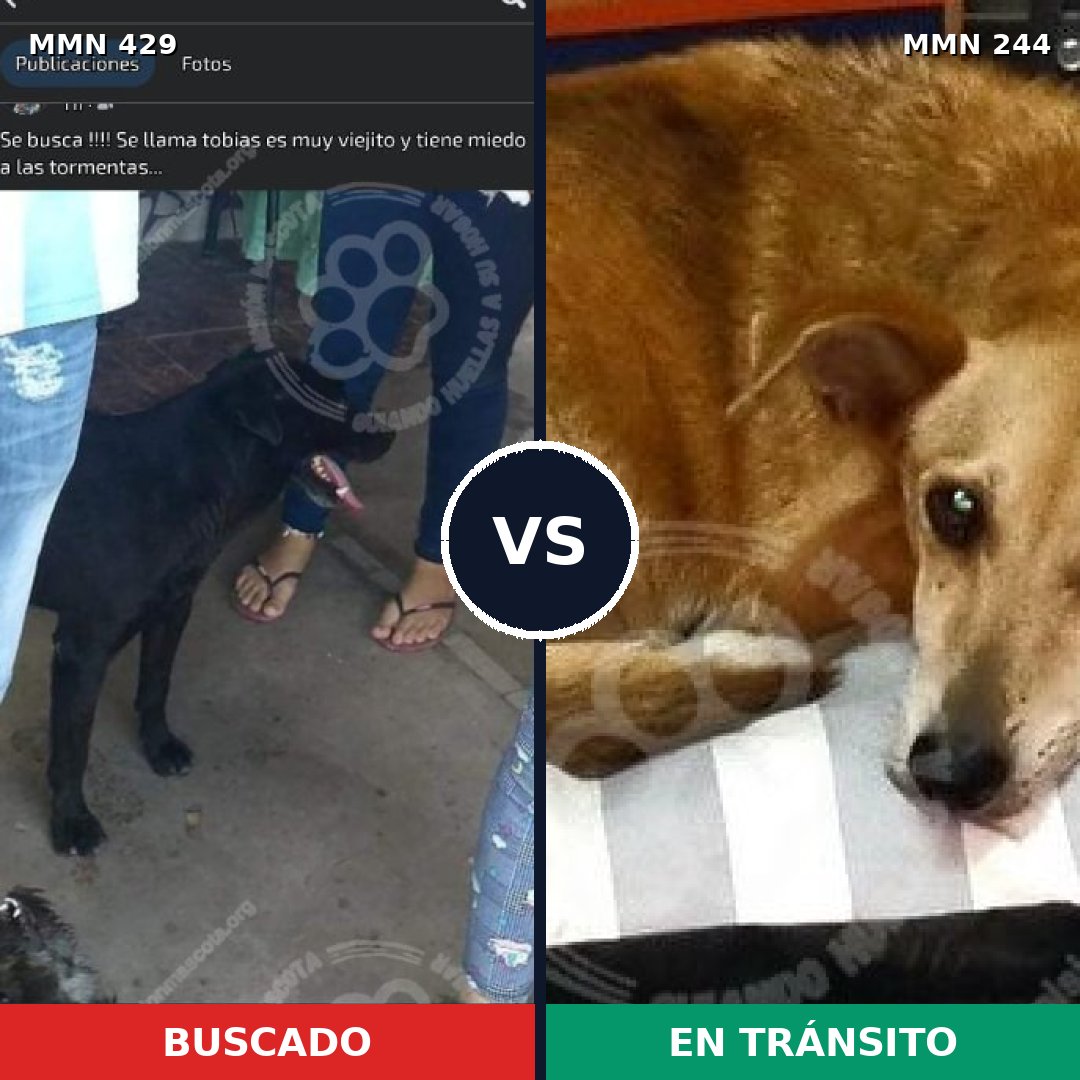 Comparativa MMS 7936: mascota perdida y mascota encontrada, 51% de similitud