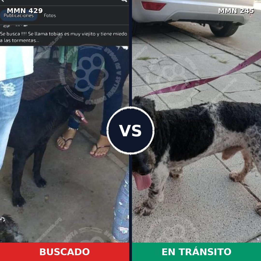 Comparativa MMS 7937: mascota perdida y mascota encontrada, 67% de similitud