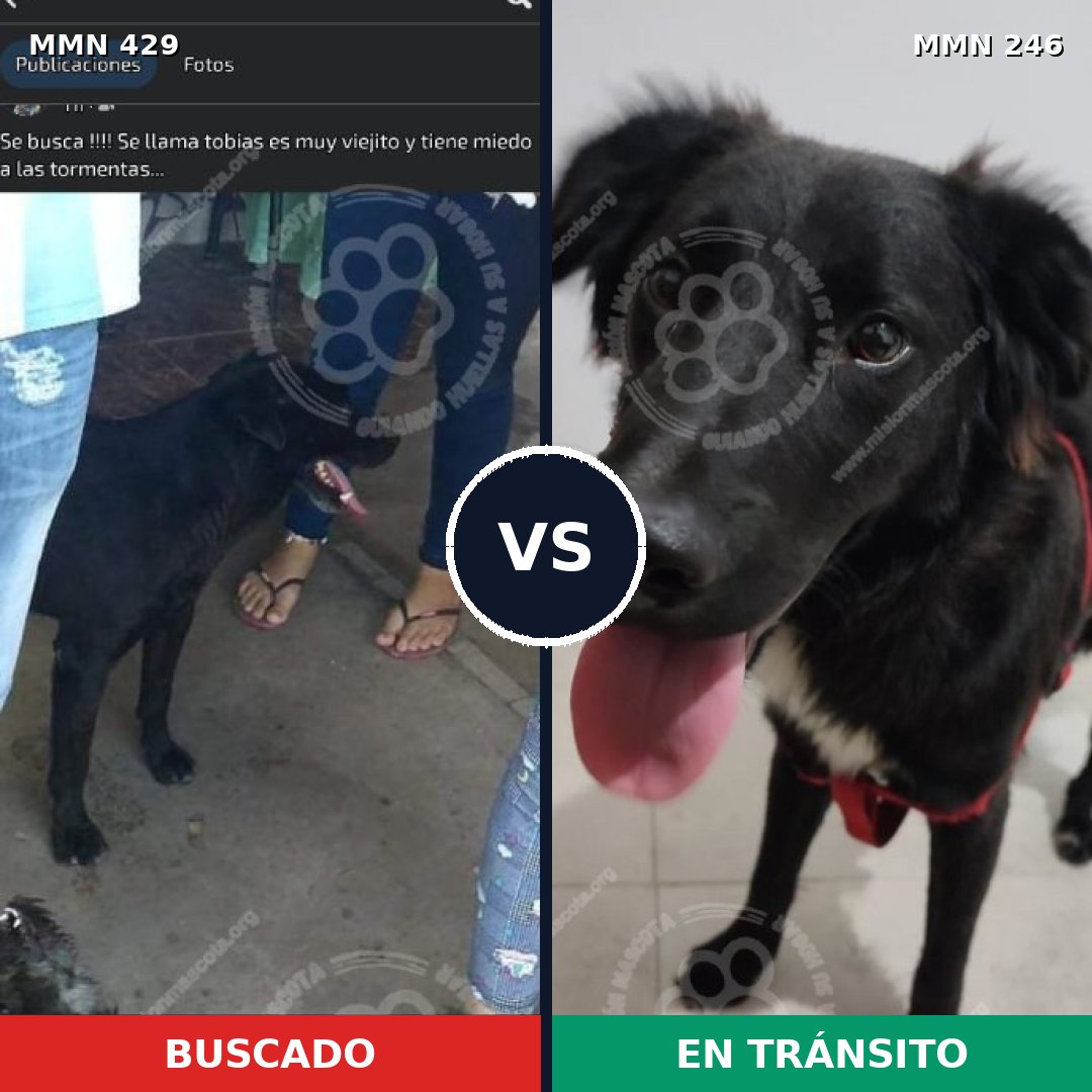 Comparativa MMS 7938: mascota perdida y mascota encontrada, 63% de similitud