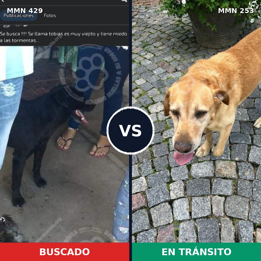 Comparativa MMS 7939: mascota perdida y mascota encontrada, 6% de similitud