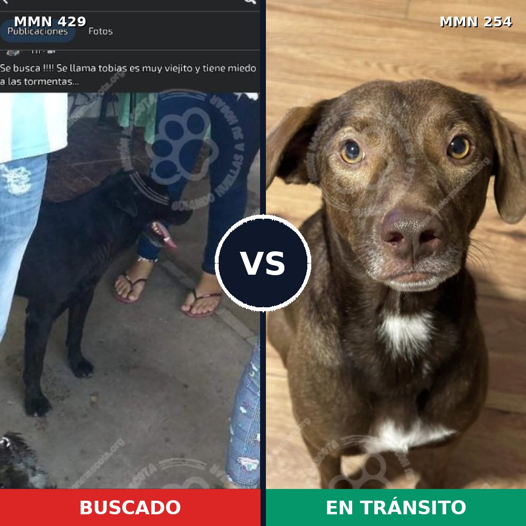 Comparativa MMS 7940: mascota perdida y mascota encontrada, 43% de similitud