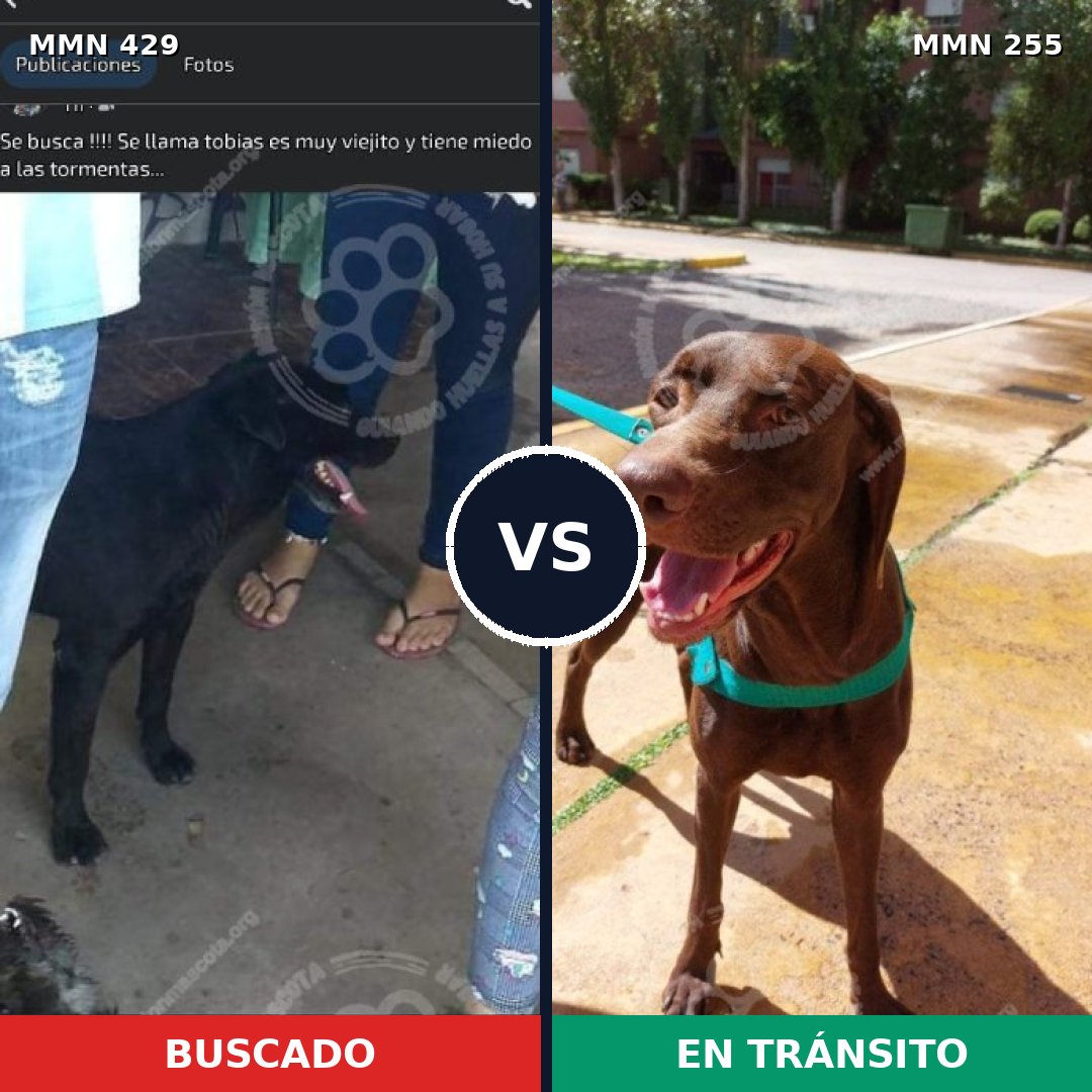 Comparativa MMS 7941: mascota perdida y mascota encontrada, 2% de similitud