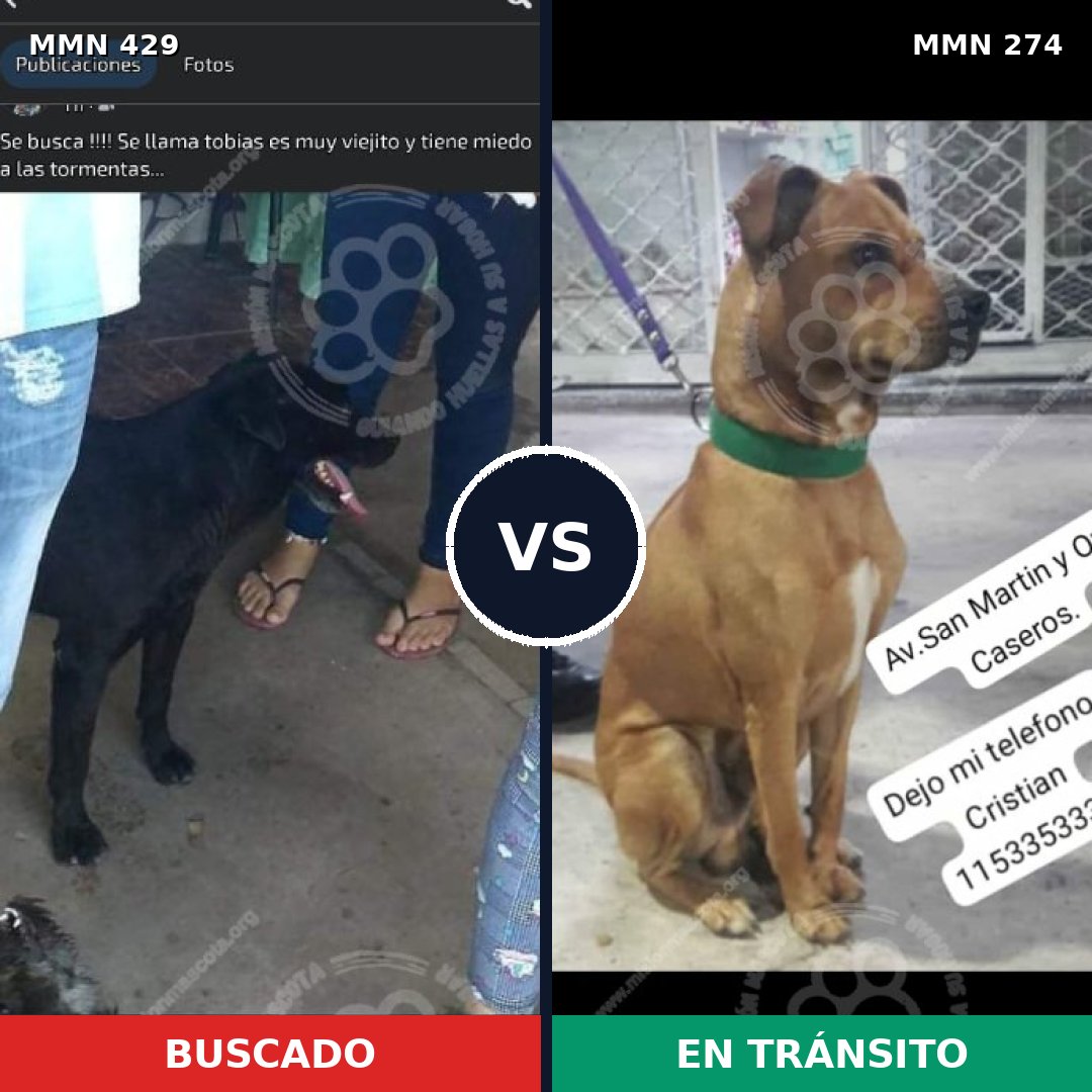 Comparativa MMS 7944: mascota perdida y mascota encontrada, 47% de similitud