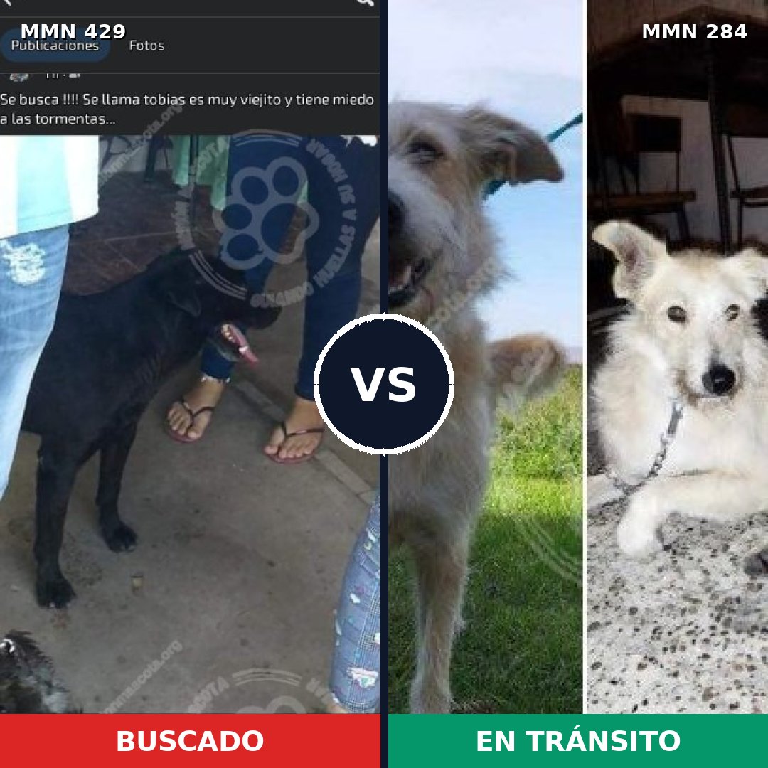 Comparativa MMS 7945: mascota perdida y mascota encontrada, 51% de similitud