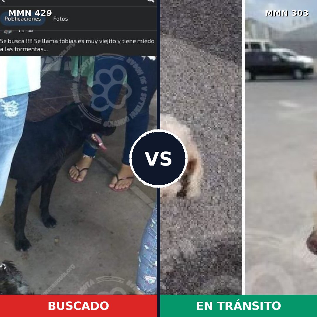 Comparativa MMS 7946: mascota perdida y mascota encontrada, 12% de similitud