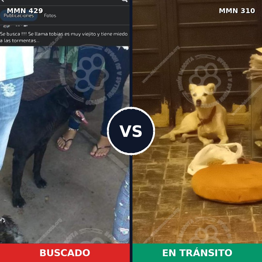Comparativa MMS 7947: mascota perdida y mascota encontrada, 59% de similitud