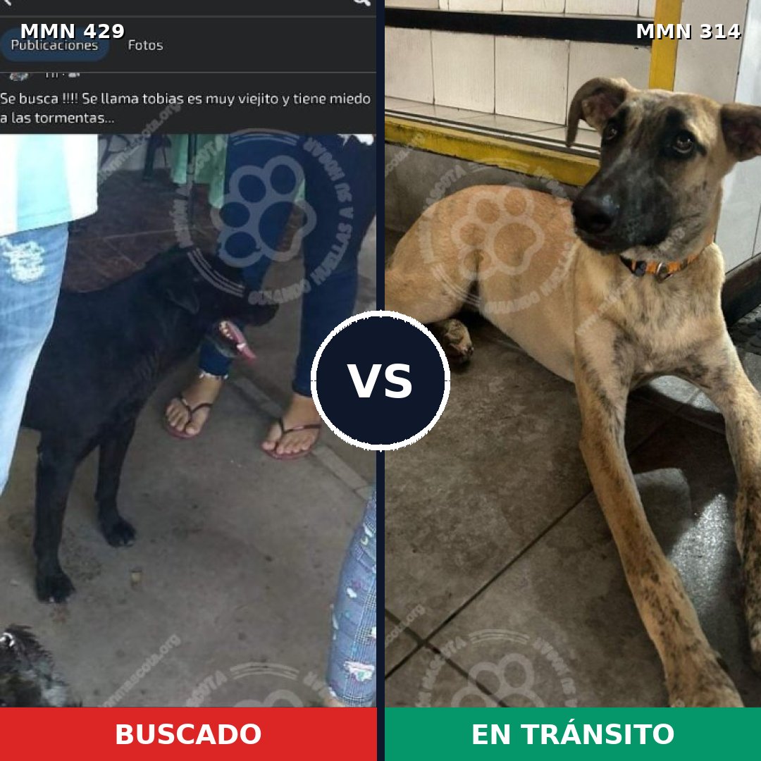 Comparativa MMS 7948: mascota perdida y mascota encontrada, 17% de similitud