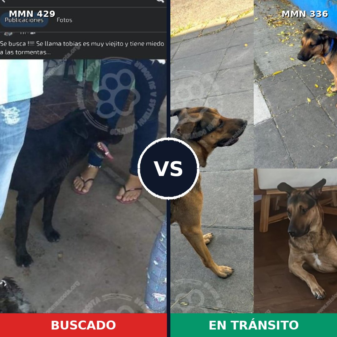 Comparativa MMS 7949: mascota perdida y mascota encontrada, 67% de similitud