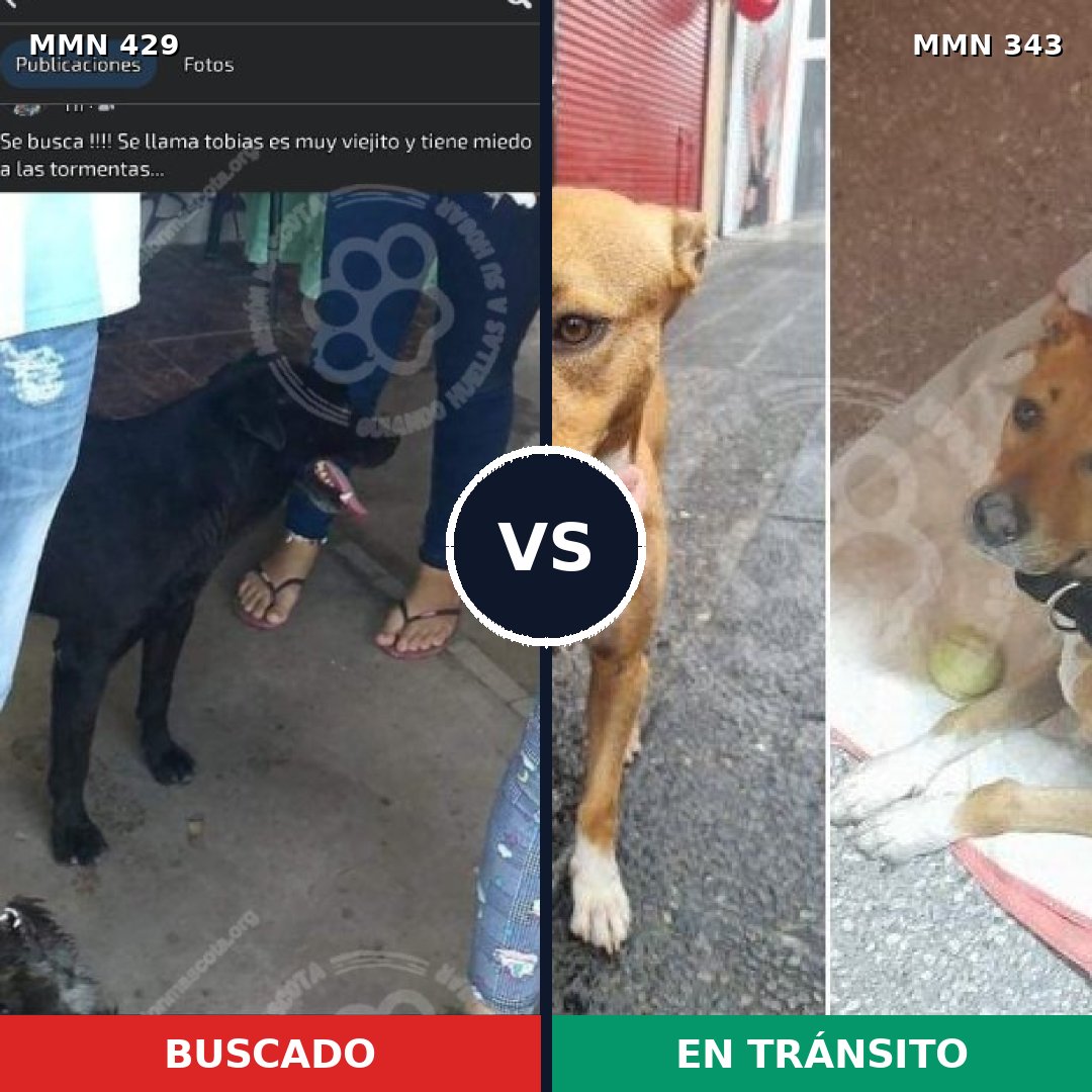 Comparativa MMS 7950: mascota perdida y mascota encontrada, 57% de similitud