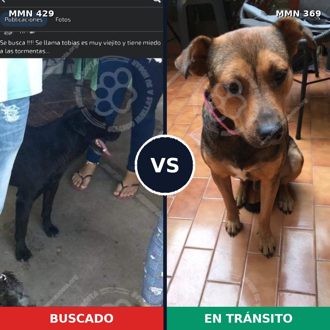 Comparativa MMS 7951: mascota perdida y mascota encontrada, 67% de similitud