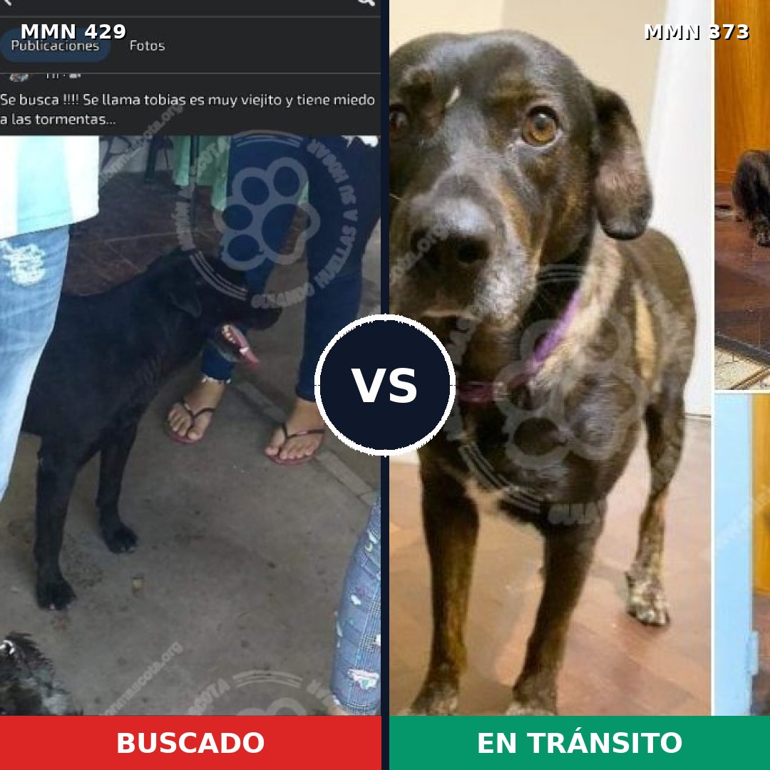 Comparativa MMS 7952: mascota perdida y mascota encontrada, 53% de similitud