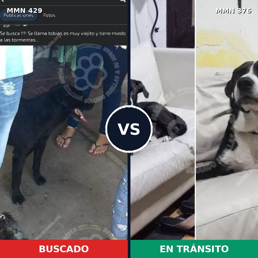 Comparativa MMS 7953: mascota perdida y mascota encontrada, 76% de similitud