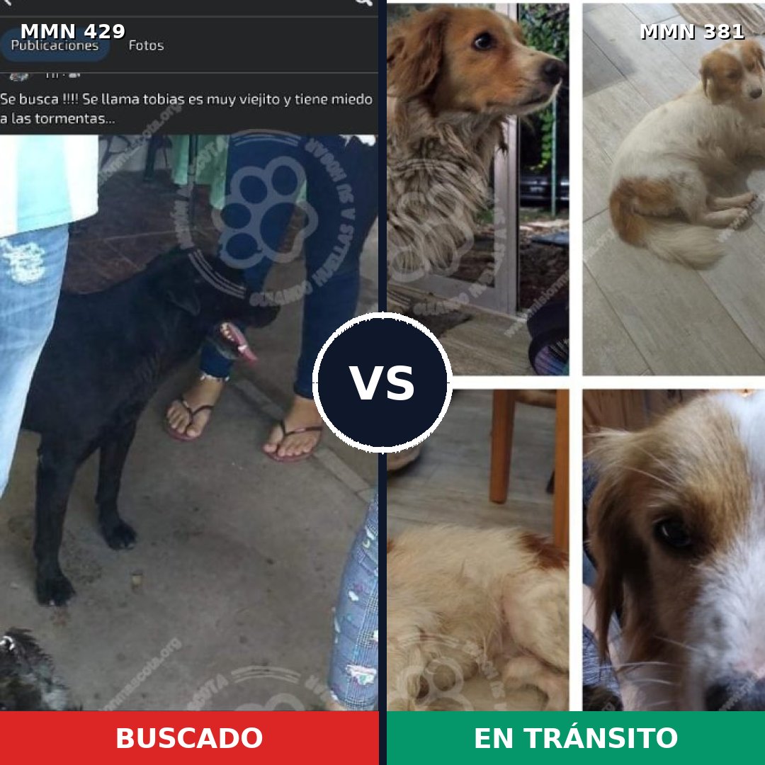 Comparativa MMS 7955: mascota perdida y mascota encontrada, 61% de similitud