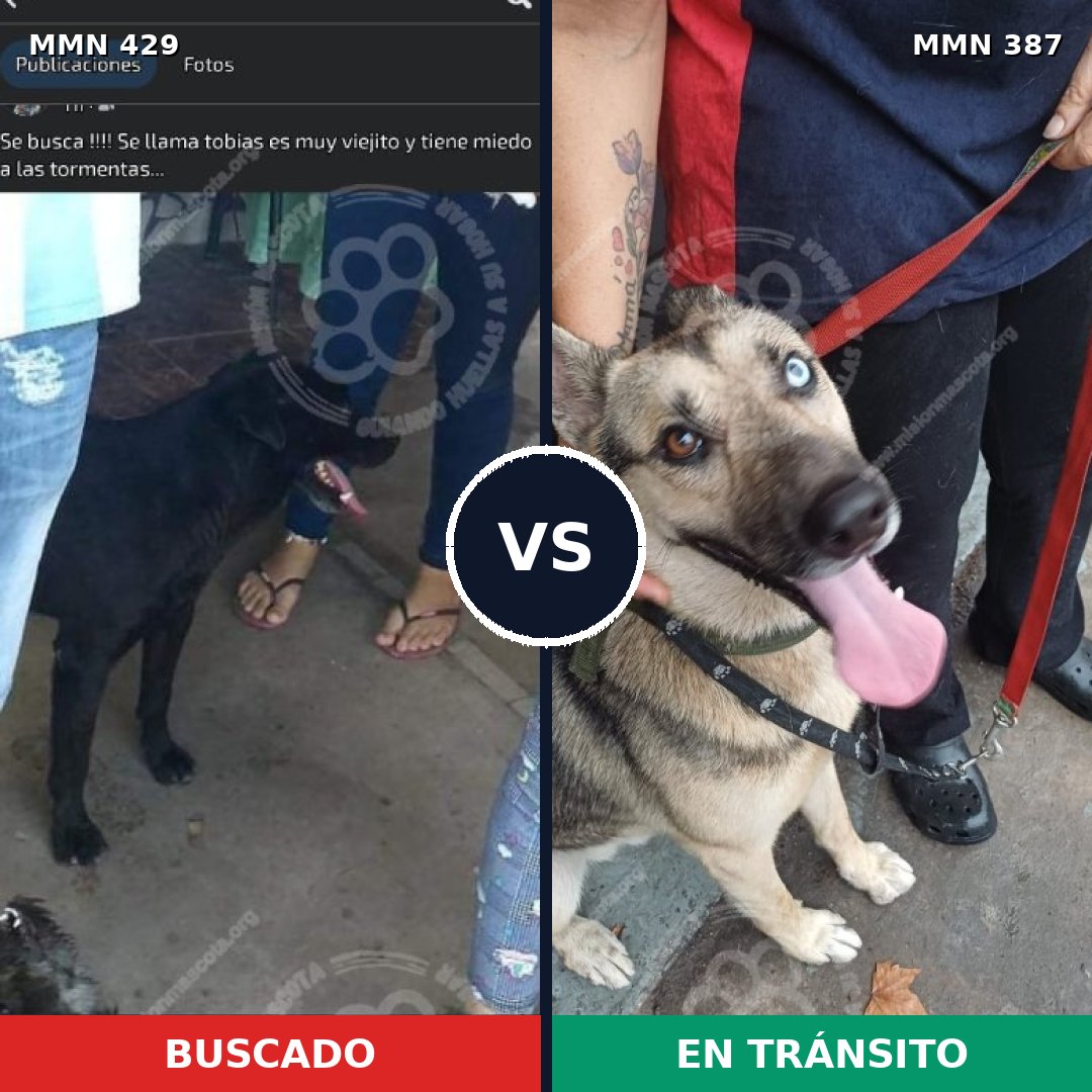 Comparativa MMS 7956: mascota perdida y mascota encontrada, 57% de similitud