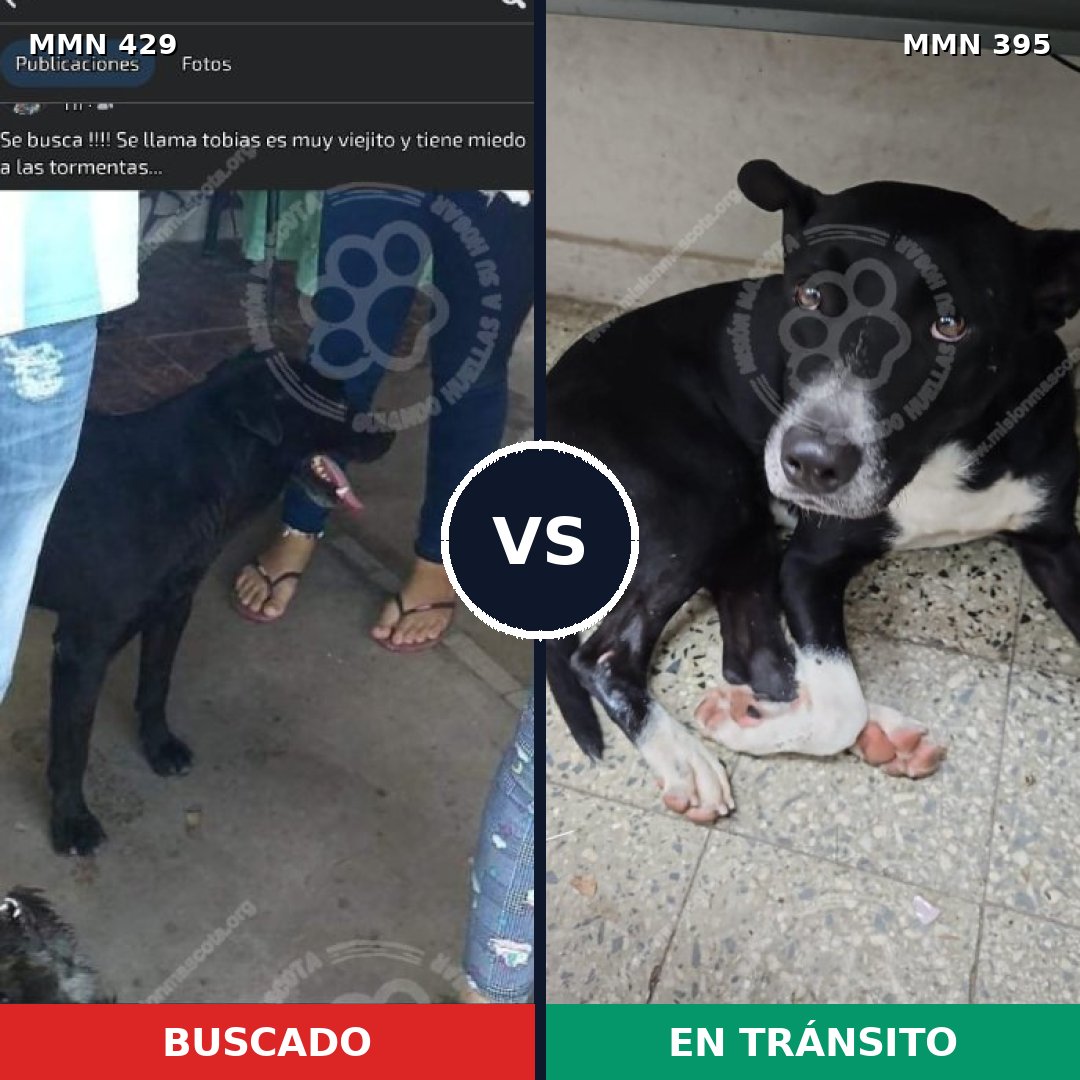 Comparativa MMS 7957: mascota perdida y mascota encontrada, 73% de similitud