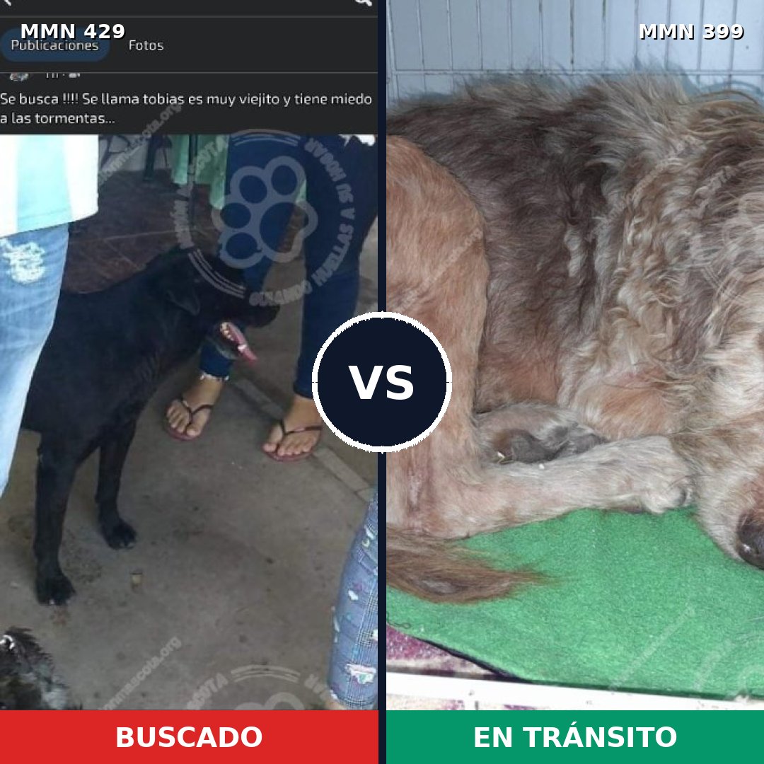 Comparativa MMS 7958: mascota perdida y mascota encontrada, 70% de similitud