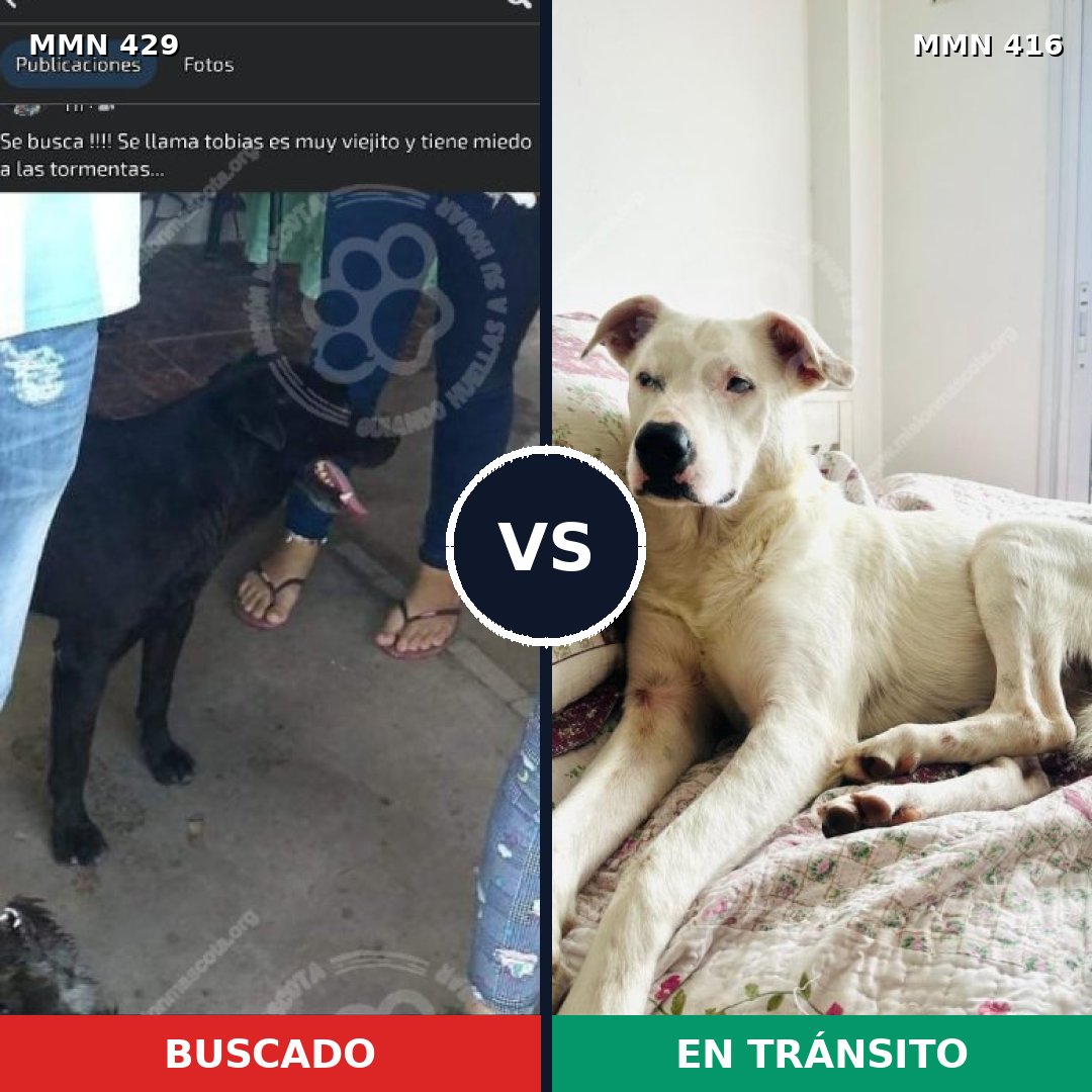 Comparativa MMS 7959: mascota perdida y mascota encontrada, 6% de similitud