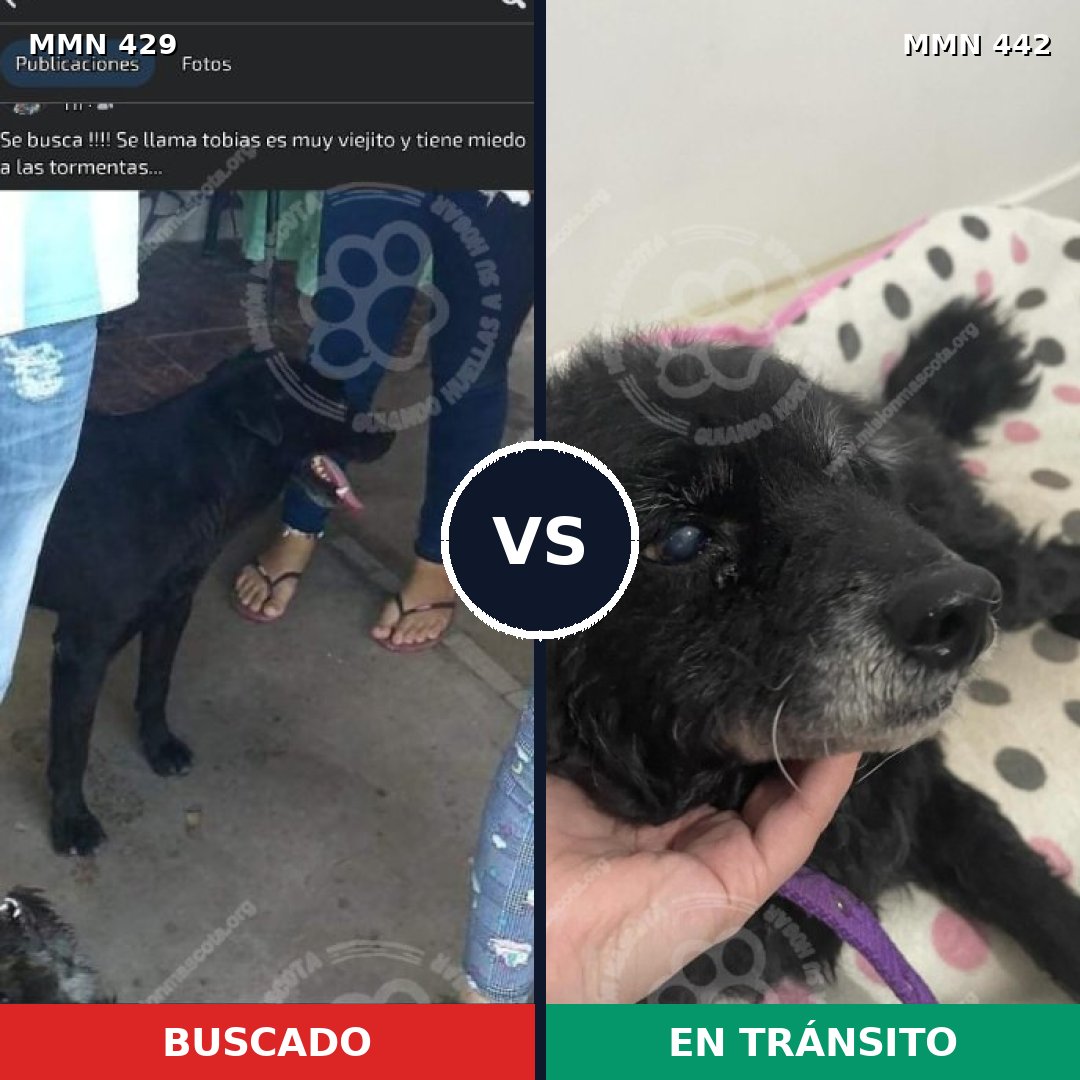 Comparativa MMS 7963: mascota perdida y mascota encontrada, 68% de similitud