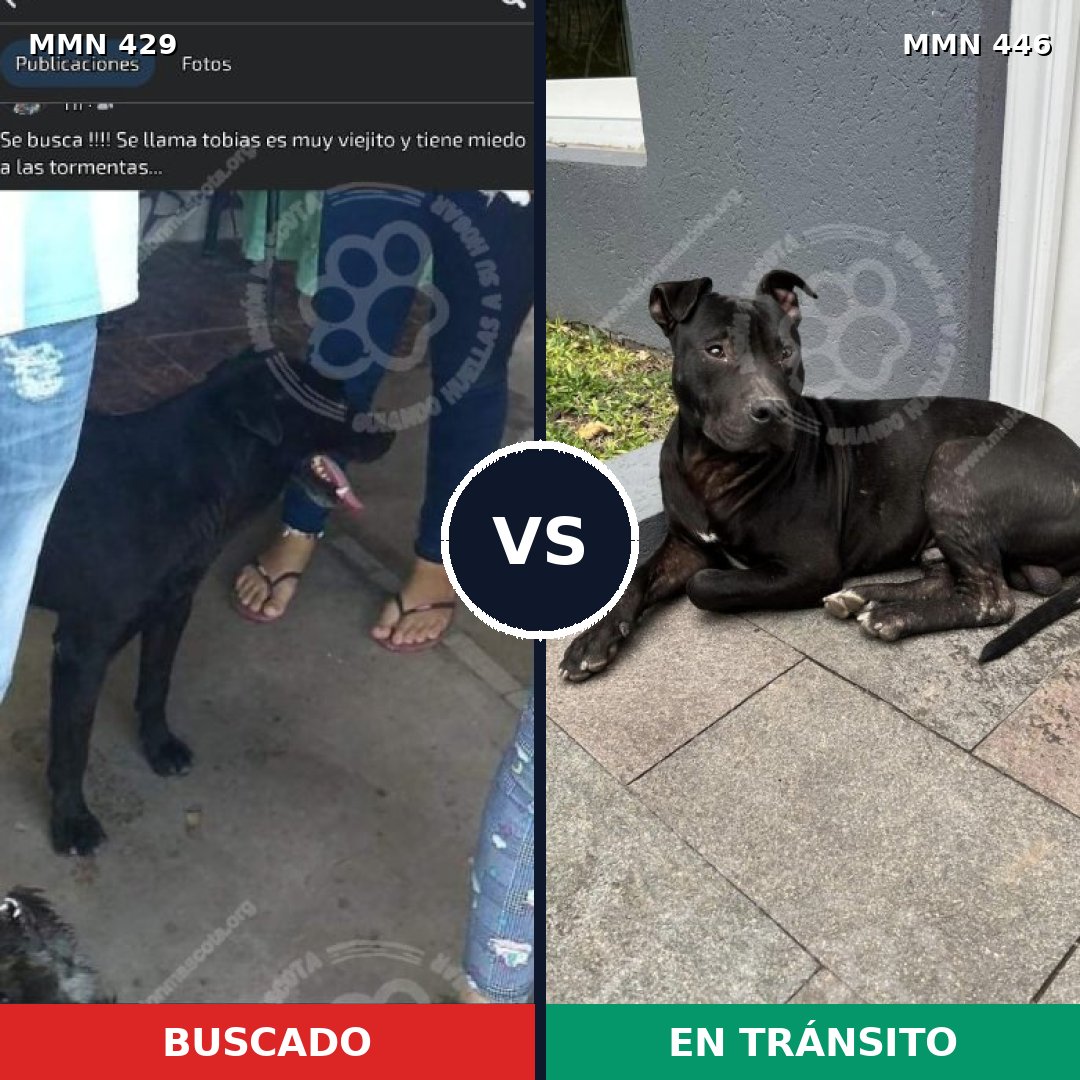 Comparativa MMS 7964: mascota perdida y mascota encontrada, 73% de similitud