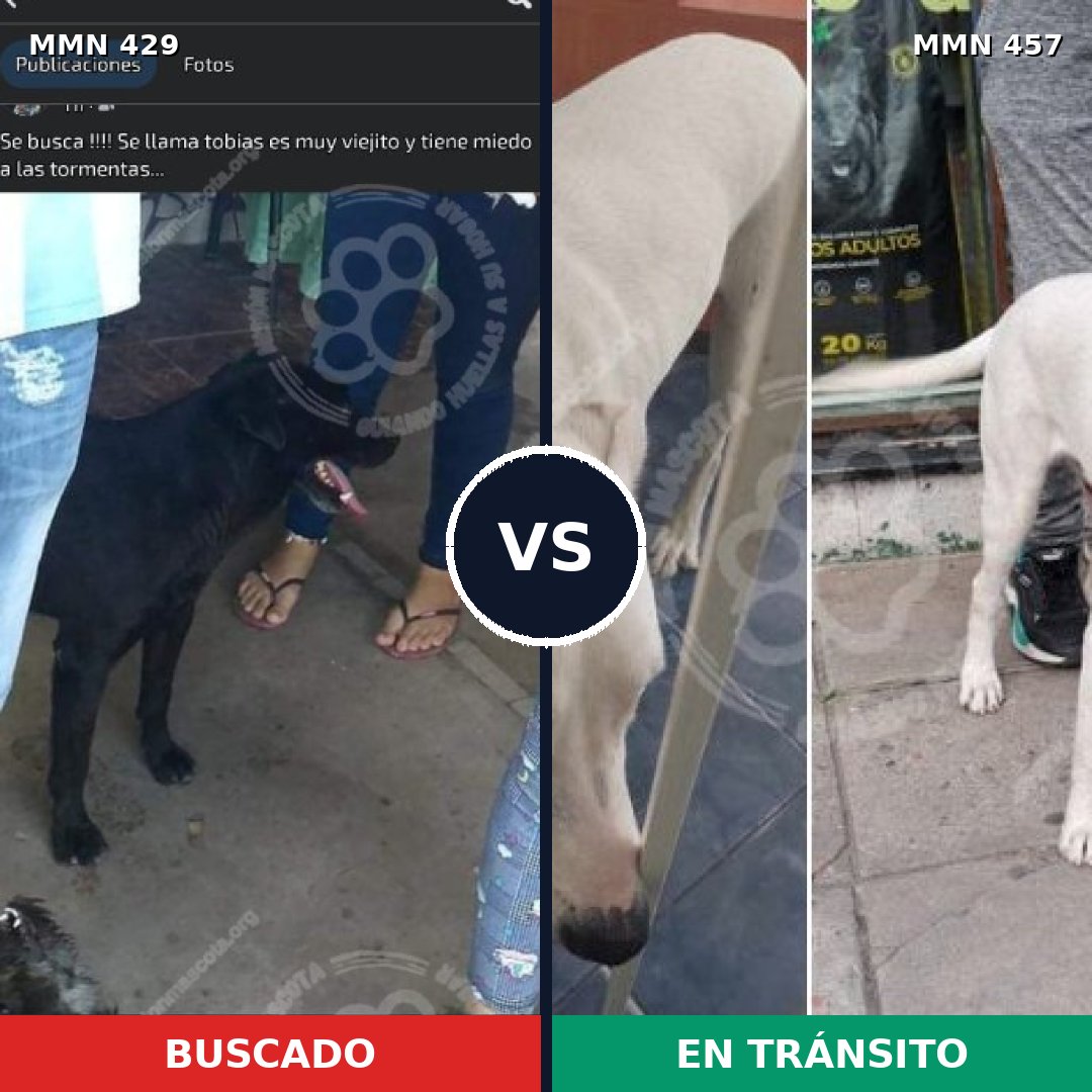 Comparativa MMS 7965: mascota perdida y mascota encontrada, 47% de similitud