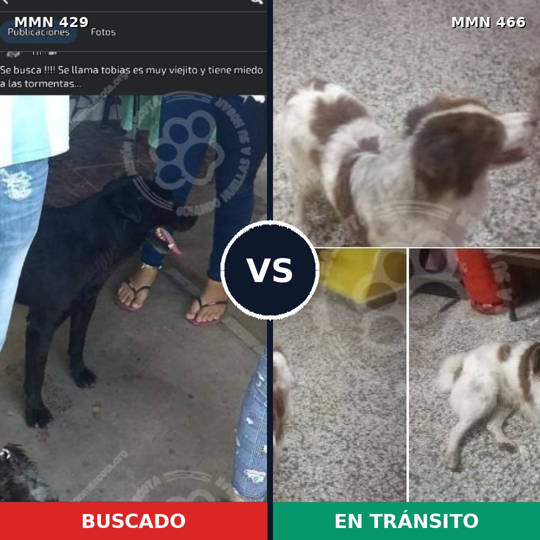 Comparativa MMS 7967: mascota perdida y mascota encontrada, 61% de similitud