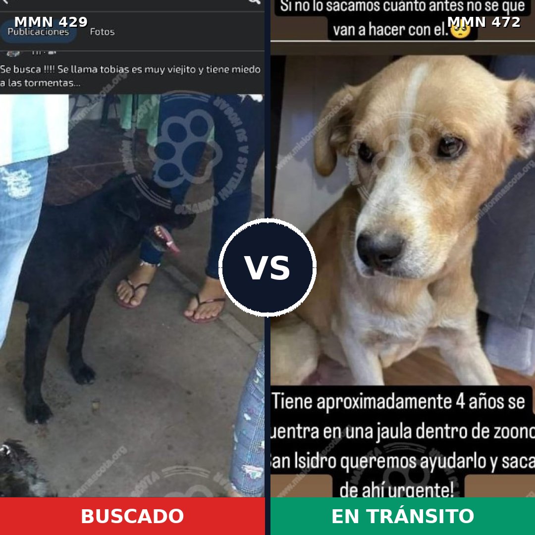 Comparativa MMS 7968: mascota perdida y mascota encontrada, 57% de similitud
