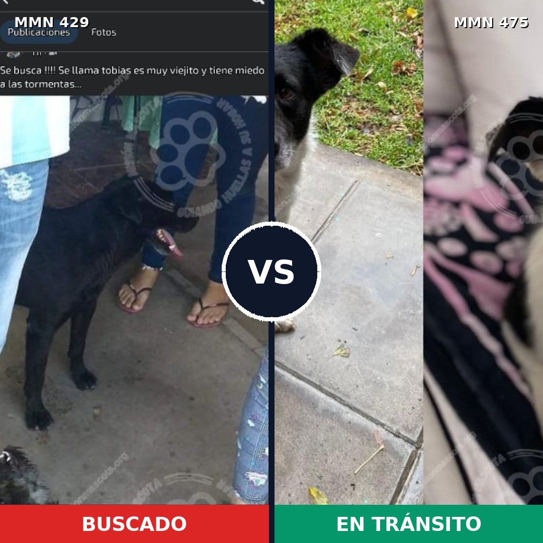 Comparativa MMS 7969: mascota perdida y mascota encontrada, 73% de similitud
