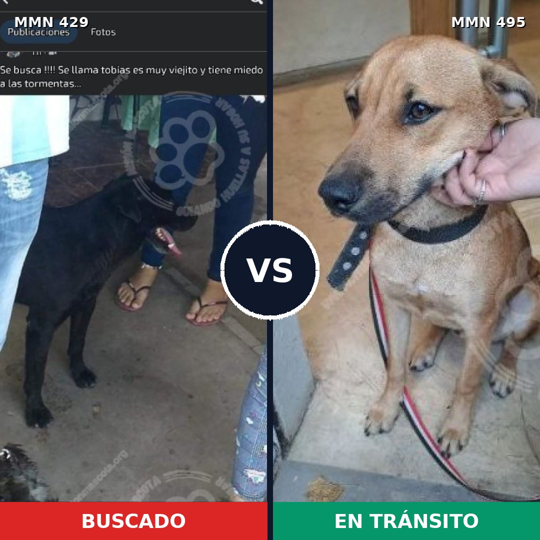 Comparativa MMS 7971: mascota perdida y mascota encontrada, 47% de similitud