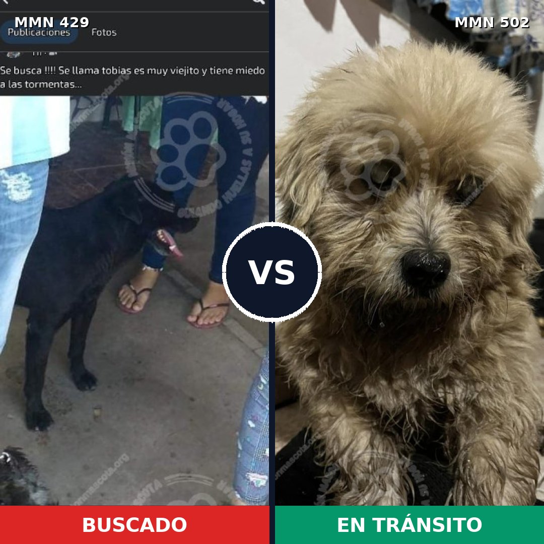 Comparativa MMS 7972: mascota perdida y mascota encontrada, 21% de similitud