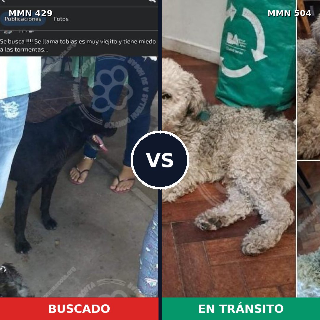 Comparativa MMS 7973: mascota perdida y mascota encontrada, 61% de similitud