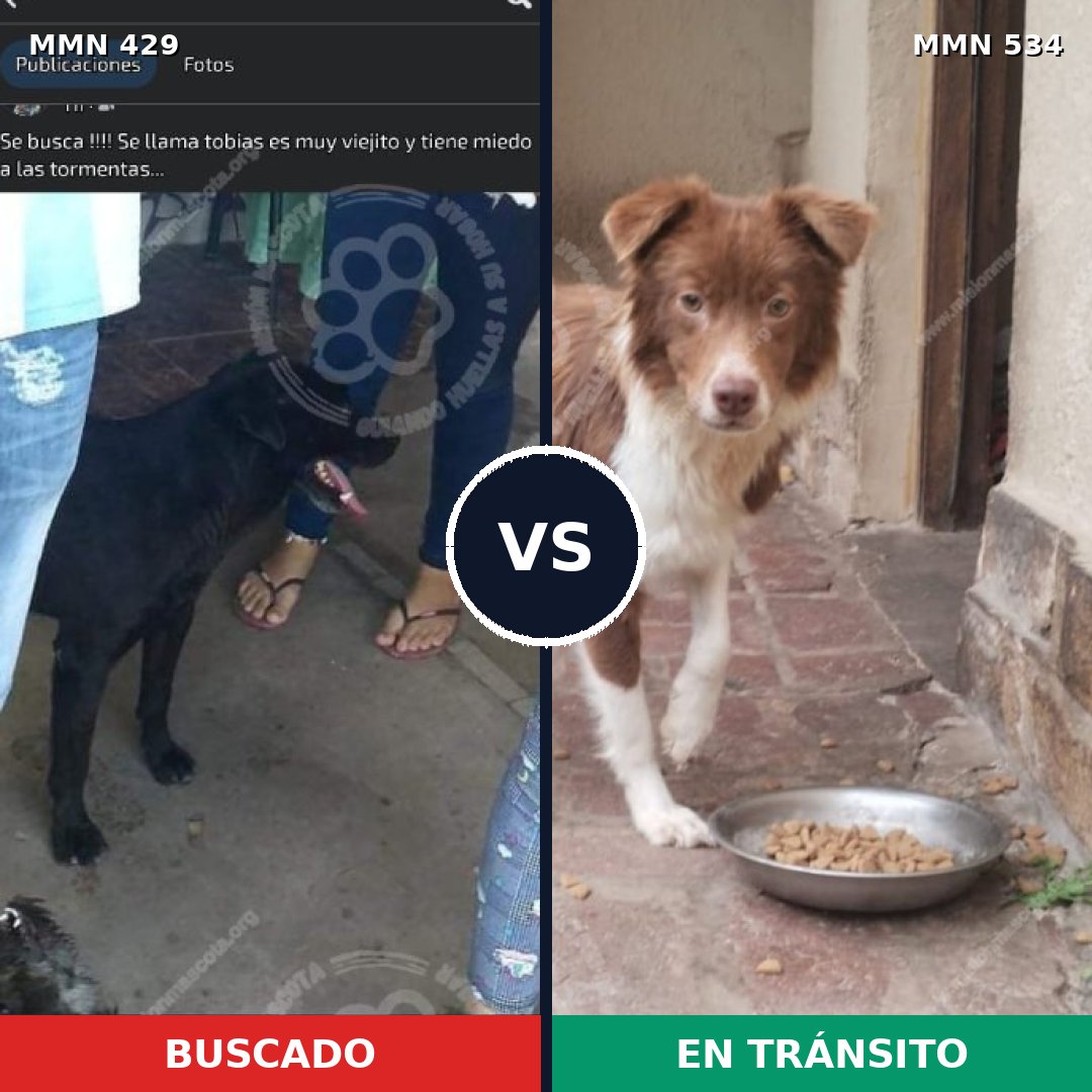 Comparativa MMS 7975: mascota perdida y mascota encontrada, 57% de similitud