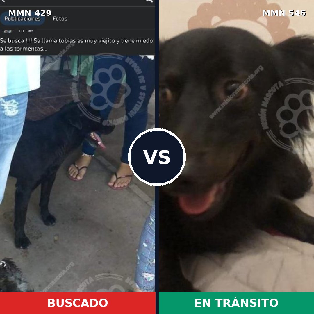 Comparativa MMS 7977: mascota perdida y mascota encontrada, 57% de similitud