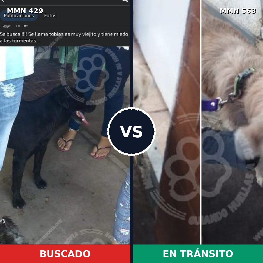 Comparativa MMS 7978: mascota perdida y mascota encontrada, 63% de similitud